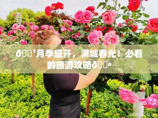 🌹月季盛开，满城春光！必看的旅游攻略🌺