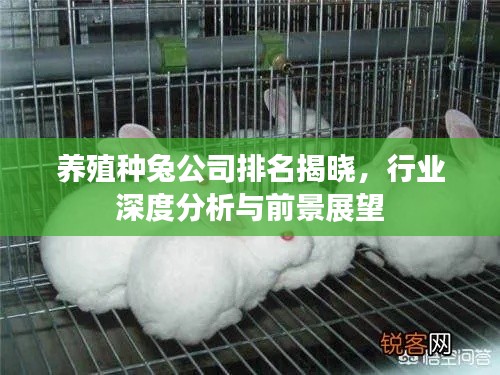 养殖种兔公司排名揭晓，行业深度分析与前景展望
