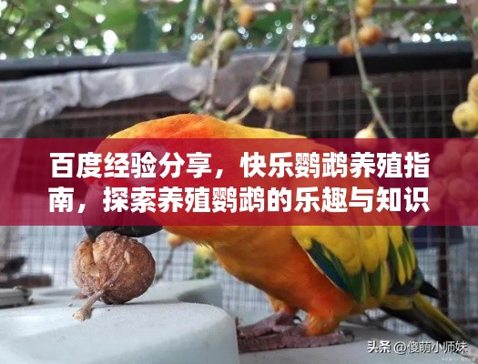 百度经验分享，快乐鹦鹉养殖指南，探索养殖鹦鹉的乐趣与知识秘籍